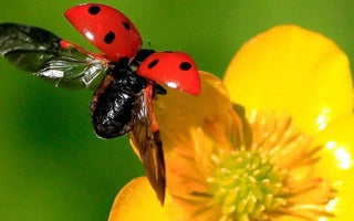 Companion Planting for Natural Pest Control - Land Guard