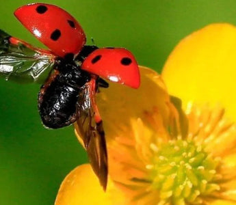 Companion Planting for Natural Pest Control - Land Guard