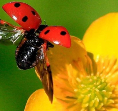 Companion Planting for Natural Pest Control