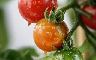 Complete Lifecycle Care for Tomato Growing - Land Guard