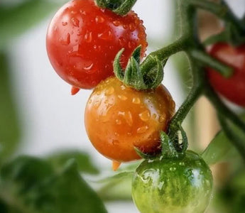 Complete Lifecycle Care for Tomato Growing - Land Guard