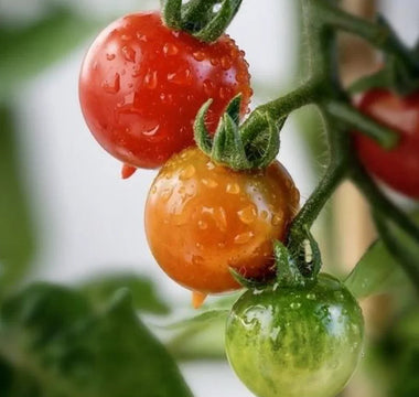 Complete Lifecycle Care for Tomato Growing - Land Guard