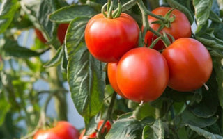 Yellow Leaves on Tomatoes: Nutrient Deficiency Diagnosis in Beds - Land Guard