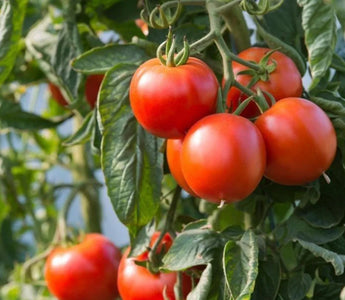 Yellow Leaves on Tomatoes: Nutrient Deficiency Diagnosis in Beds - Land Guard
