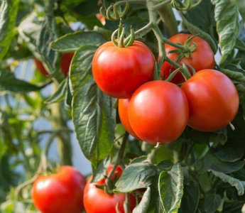 Yellow Leaves on Tomatoes: Nutrient Deficiency Diagnosis in Beds