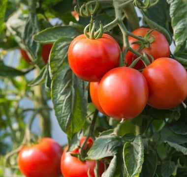 Yellow Leaves on Tomatoes: Nutrient Deficiency Diagnosis in Beds - Land Guard