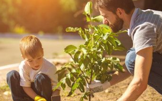 Top 8 DIY Gardening Projects for Dads on Father’s Day: Build Together, Grow Together