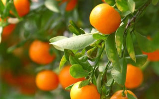 How to Grow Citrus Trees in Raised Beds - Land Guard