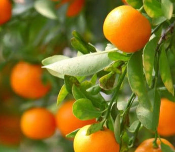 How to Grow Citrus Trees in Raised Beds - Land Guard