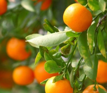 How to Grow Citrus Trees in Raised Beds