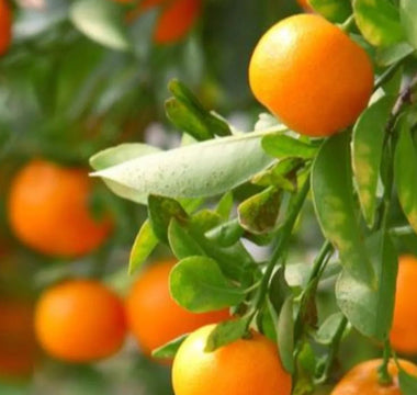 How to Grow Citrus Trees in Raised Beds - Land Guard
