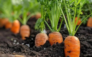 Loosening Soil for Carrots in Raised Beds: Avoiding Misshapen Roots - Land Guard