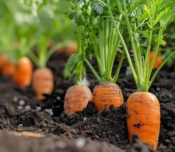 Loosening Soil for Carrots in Raised Beds: Avoiding Misshapen Roots - Land Guard