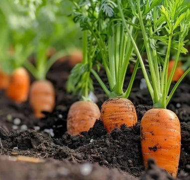 Loosening Soil for Carrots in Raised Beds: Avoiding Misshapen Roots - Land Guard
