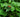 Summer Pest Control: Natural Remedies for Common Garden Insects - Land Guard