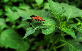 Summer Pest Control: Natural Remedies for Common Garden Insects - Land Guard