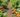 Vegetable Garden Bed Planting Plan: A Guide to Year-Round Harvests - Land Guard