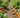 Vegetable Garden Bed Planting Plan: A Guide to Year-Round Harvests - Land Guard