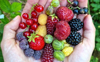 Planting Tips for Growing Summer Berries - Land Guard
