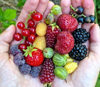 Planting Tips for Growing Summer Berries - Land Guard