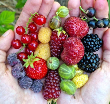 Planting Tips for Growing Summer Berries - Land Guard