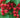 Red raspberries on the vine