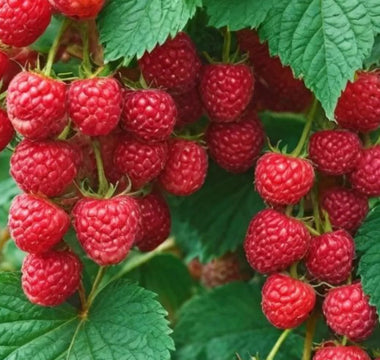 Red raspberries on the vine