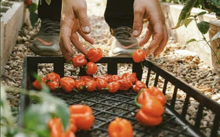 Landguard's Ultimate Guide to Autumn Vegetable Gardening: Expert Tips for Bountiful Harvests - Land Guard
