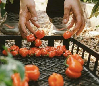 Landguard's Ultimate Guide to Autumn Vegetable Gardening: Expert Tips for Bountiful Harvests - Land Guard