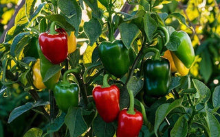 Landguard's Expert Guide to Herb Gardening: Cultivating Flavor and Fragrance Year-Round - Land Guard