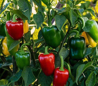 Landguard's Expert Guide to Herb Gardening: Cultivating Flavor and Fragrance Year-Round - Land Guard