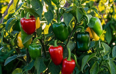 Landguard's Expert Guide to Herb Gardening: Cultivating Flavor and Fragrance Year-Round - Land Guard