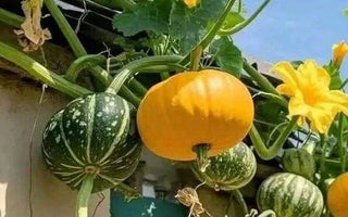 Landguard's Expert Guide to Successful Fruit Growing: Smart Tips for Bountiful Harvests - Land Guard