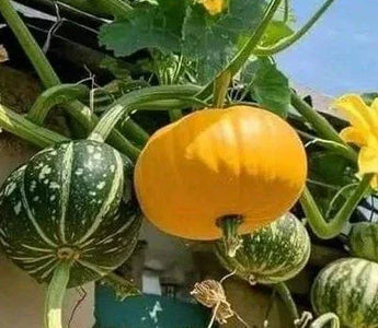 Landguard's Expert Guide to Successful Fruit Growing: Smart Tips for Bountiful Harvests - Land Guard