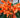 Landguard's Professional Guide to Flower Gardening: Expert Tips for Blooming Success - Land Guard