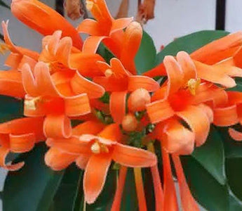 Landguard's Professional Guide to Flower Gardening: Expert Tips for Blooming Success - Land Guard