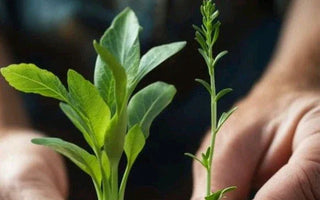 Landguard's Expert Guide to Essential Plant Growing Tips for Thriving Gardens - Land Guard