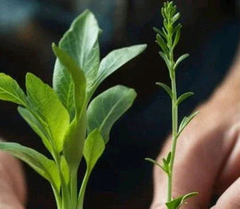 Landguard's Expert Guide to Essential Plant Growing Tips for Thriving Gardens - Land Guard