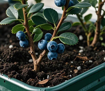 Coffee Grounds Underground: Acidifying Tricks for Blueberries in Raised Beds - Land Guard