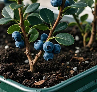 Coffee Grounds Underground: Acidifying Tricks for Blueberries in Raised Beds - Land Guard