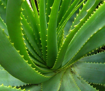 Can You Plant Aloe Vera in the Garden: Expert Tips