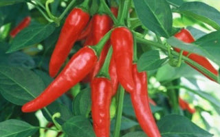 Pepper Plant Fertilizing Schedule: From Seedling to Harvest - Land Guard