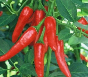 Pepper Plant Fertilizing Schedule: From Seedling to Harvest - Land Guard