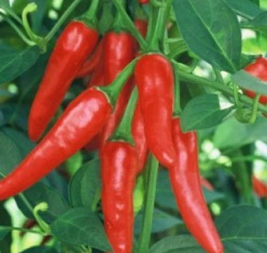 Pepper Plant Fertilizing Schedule: From Seedling to Harvest - Land Guard