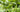 The Hidden Values of Herbs: 5 Surprising Uses From Mosquito Repellents to Natural Cleaners - Land Guard