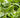 The Hidden Values of Herbs: 5 Surprising Uses From Mosquito Repellents to Natural Cleaners - Land Guard