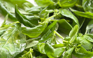 The Hidden Values of Herbs: 5 Surprising Uses From Mosquito Repellents to Natural Cleaners