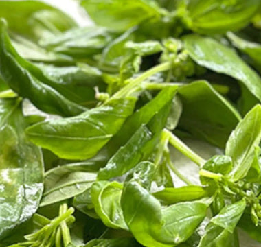 The Hidden Values of Herbs: 5 Surprising Uses From Mosquito Repellents to Natural Cleaners - Land Guard