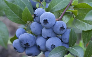 How to Grow Blueberries in Raised Garden Beds: 7 Expert Tips for a Bountiful Harvest - Land Guard