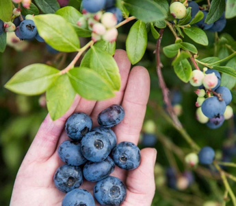 Common Mistakes That Can Kill Your Blueberry Plants
